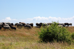 Schafe in Neuendorf