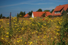 Blick zu "einer von Hiddensee" ???