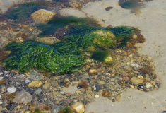 Grüne Steine in der Ostsee