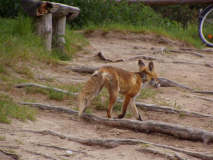 Auf dem Dornbusch sieht man Reinicke Fuchs des öfteren