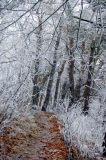 Winterwald am Dornbusch
