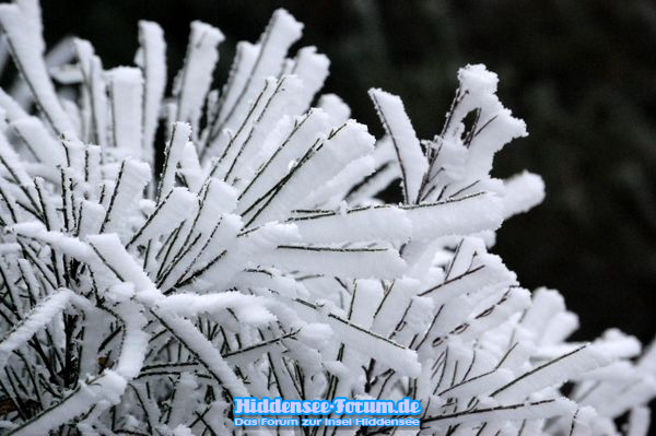 Ginster im Winterkleid