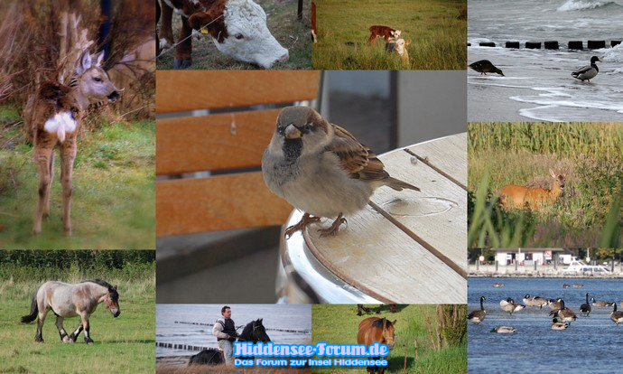 Tiere auf Hiddensee