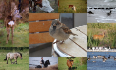 Tiere auf Hiddensee