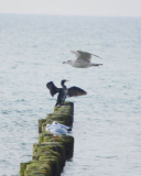 Vogelparadies  am Strand