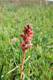 Natur auf Hiddensee