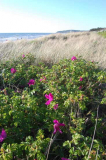 Wildrosen am Strand