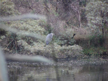 Fischreiher am Löschteich in Kloster