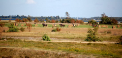 Reiten auf Hiddensee