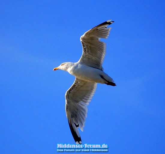 Möve auf Hiddensee 2