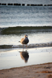 Vogel am Strand