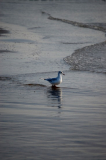 Vogel am Strand