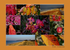 Herbst Insel Hiddensee