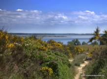 Ginsterlandschaft 2010