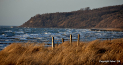 Strandgras im März