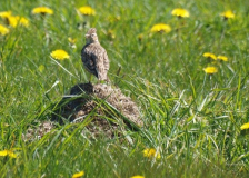 Lerche in der Wiese