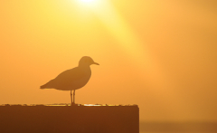 Morgens am Bodden....