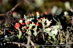 Knallig in der Heide ( Februar)