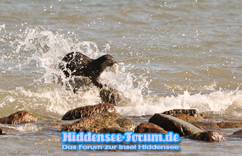 Fischotter vor Hiddensee