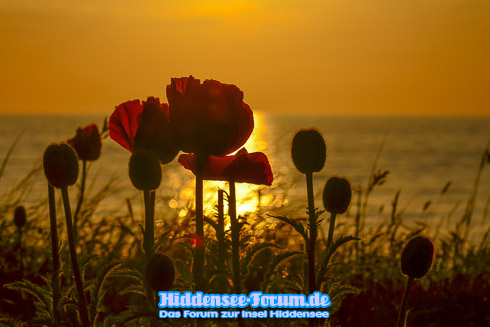 "Ostseemohn" im Sonnenuntergang