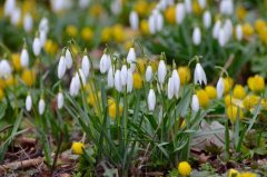 Frühling ?????