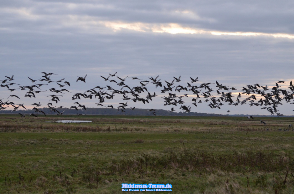 Vogelflug morgens auf der Insel