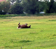 So gut hat es ein Pferd gegen 4.30 Uhr in Vitte