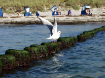 Möve beim Abflug am Vitter Strand