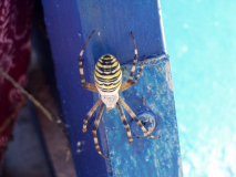 Das gute Stück hing an meinen Strandkorb