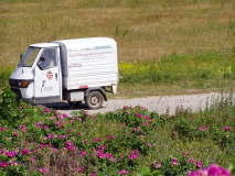 Fleißiger Hiddenseeflitzer immer und überall