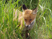 Ein etwas neugieriger junger Fuchs in Vitte