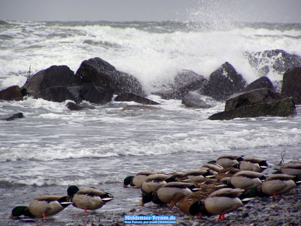 Enten im Sturm...